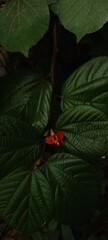 Fototapeta premium red and green leaf