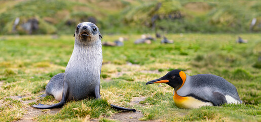 Naturparadies Südgeorgien - einzelner hübscher Königspinguin (APTENODYTES PATAGONICUS) liegt neben einem jungem Antarktischer Seebären Baby (antarktische Pelzrobbe)  (Arctocephalus gazella) im grünen 