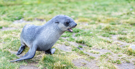 Junger Antarktischer Seebär , antarktisches Pelzrobben - Baby (Arctocephalus gazella) in Südgeorgien in ihrer natürlichen Umgebung	
