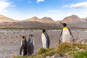 Nordküste Südgeorgiens - Blick vom Strand der Whistle Cove in der Fortuna Bay - einer der malerischsten Orte Südgeorgiens, Fortuna Bay, ist auch ein beliebter Königspinguin Pinguin-Treffpunkt