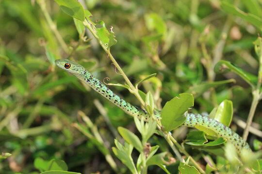A harmless Spotted Bush Snake (Philothamnus semivariegatus) slithers through a bush.