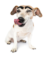 Funny silly dog portrait licking hungry face tongue out with big black eyebrows. Looking at camera after eating. Winking joking emotions. Happy meme dog winking one eye closed