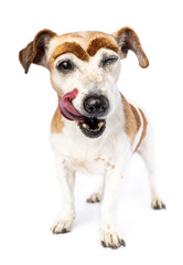 Licking hungry adorable small dog Jack Russell terrier isolated on white. Big silly artificial...