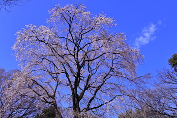 春爛漫満開