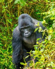 A Ugandan gorilla peeking out of the bushes