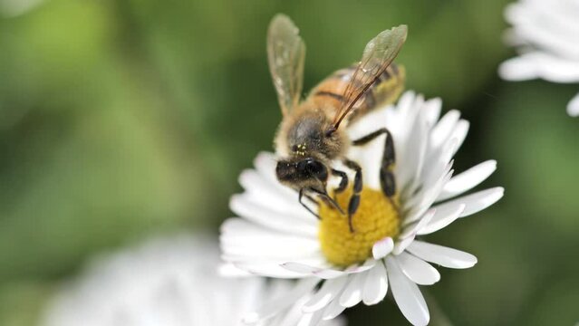 honeybee on a daisy collecting pollen sunny spring day France