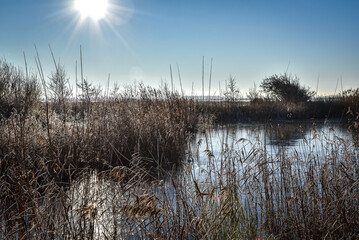 Den Helder, Netherlands. December 2022. Dutch winter landscape with frost.