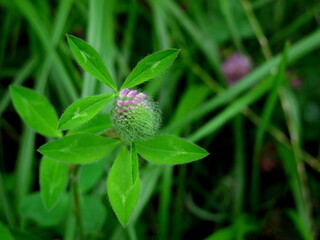 開花しだした野原のアカツメクサ