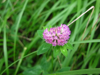 夏の野原に咲く一輪の赤詰め草