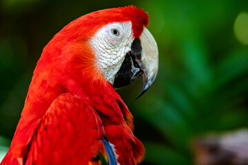 A scarlet macaw posing for a photo, also known as a red parrot belonging to the ara macao family and is a great bird that lives in the wildlife in the tropical jungle with a large colorful plumage.