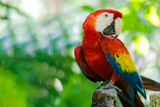Red macaw specimen posing, also known as red parrot belonging to the ara macao family and is a large bird that lives in the wildlife in the tropical jungle and has a great colorful plumage.