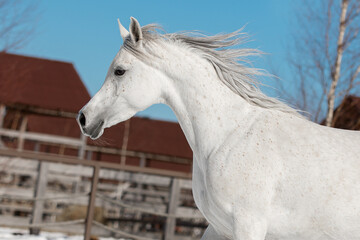 Head of a beautiful white arabian horse with long mane, portrait in motion closeup.
