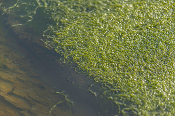 Algues retenues à Quiberon, Bretagne, France