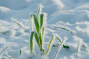 Równina, pola i łąki pokryte warstwą śniegu. Jest mroźny, słoneczny poranek. Gałęzie drzew, wystające spod śniegu źdźbła zbóż, suche badyle chwastów pokryte są kryształami szronu. - obrazy, fototapety, plakaty