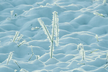 Równina, pola i łąki pokryte warstwą śniegu. Jest mroźny, słoneczny poranek. Gałęzie drzew, wystające spod śniegu źdźbła zbóż, suche badyle chwastów pokryte są kryształami szronu. - obrazy, fototapety, plakaty