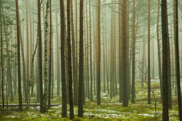 Wysoki, sosnowy las. Między drzewami unosi się opar mgły. Ziemia pokryta jest igliwiem i porośnięta mchem, pokryta miejscami plamami białego śniegu. - obrazy, fototapety, plakaty