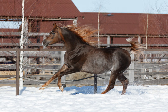 Beautiful arabian chestnut horse running on winter background, portrait in motion