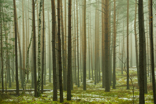 Wysoki, sosnowy las. Między drzewami unosi się opar mgły. Ziemia pokryta jest igliwiem i porośnięta mchem, pokryta miejscami plamami białego śniegu. © boguslavus