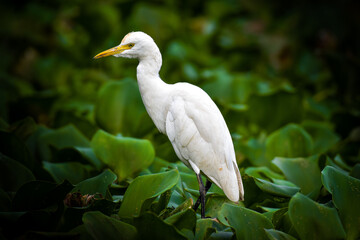 A beautiful heron in a lake.  