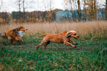 sheltie runs
