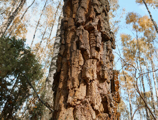 A tree trunk with a close-up of textured bark. An old tree growing in the forest, a pronounced texture of bark. Selective focus