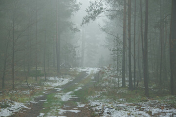 Wysoki, sosnowy las. Między drzewami unosi się opar mgły. Ziemia pokryta jest igliwiem i porośnięta mchem, pokryta miejscami plamami białego śniegu. - obrazy, fototapety, plakaty