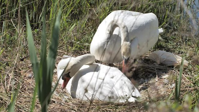 Cygnus olor couple of mute swans cleaning themselves near garbage in a nest 