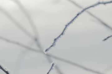 Równina, pola i łąki pokryte warstwą śniegu. Jest mroźny, słoneczny poranek. Gałęzie drzew, wystające spod śniegu źdźbła zbóż, suche badyle chwastów pokryte są kryształami szronu. © boguslavus