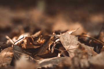 Soft focus ground level of heap of dry brown leaves fallen in forest on autumn day