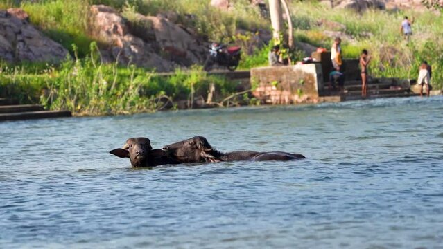 Two Buffaloes or Bubalus bubalis enjoying bathing in pond or lake water at morning in village of chhattisgarh, india