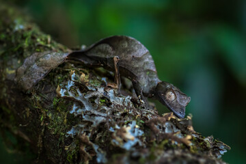 Satanic Leaf-tail Gecko - Uroplatus phantasticus, unique gecko lizard from Madagascar forests, Ranomafana National Park, Madagascar.