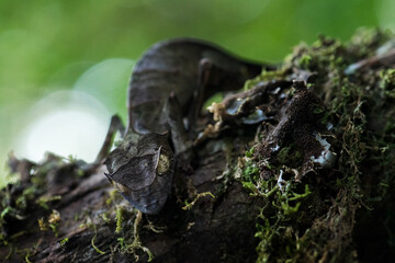 Satanic Leaf-tail Gecko - Uroplatus phantasticus, unique gecko lizard from Madagascar forests, Ranomafana National Park, Madagascar.