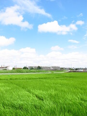 Obraz premium 風のある梅雨の晴れ間の近郊の青田風景