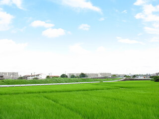 梅雨の晴れ間の近郊の青田風景