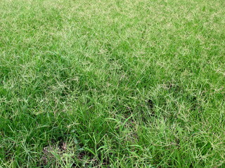 オヒシバとメヒシバ茂る夏の野原風景