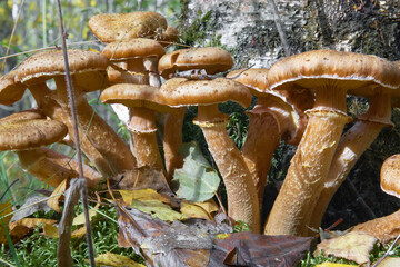 A group of wild mushrooms growing on a tree. General plan of mushrooms growing on stumps in the forest. Selective focus