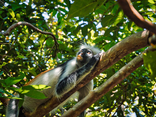 Relaxing monkey on a branch in the tropical jungle of Zanzibar