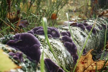 A mushroom growing on a tree, the processes of a fungus growing on the stilt of a tree. Tinder in general. Selective selective focus