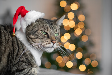 Portrait von einer gestreiften Katze mit Weihnachtsmütze, mit Bokeh von den Lichtern am...