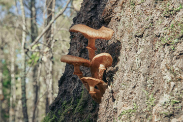A group of wild mushrooms growing on a tree. General plan of mushrooms growing on stumps in the forest. Selective focus
