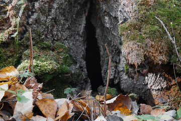 A large tree trunk with a large crack or hollow at the base, surrounded by dry leaves and green moss. Close-up, selective focus