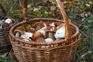 White mushroom hogweed in a basket close-up, picking up edible mushrooms in the forest. Soft...