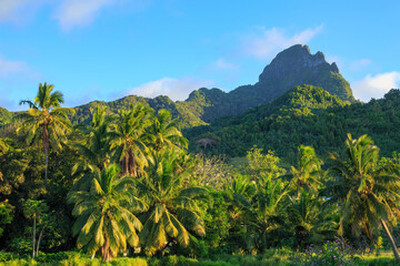 Landscape on the tropical island of Rarotonga, Cook Islands. In the foreground is a coastal grove of palm trees, with heavily forested Mount Ikurangi behind