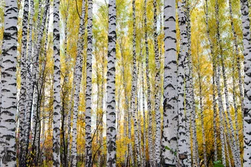 Gardinen Dense birch forest. Background of birches. © yevgeniy11