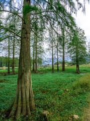 trees in the forest