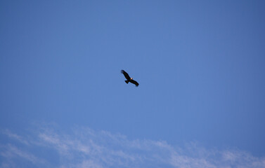 condor flying in the celestial sky. large bird in the sky as if it were a plane