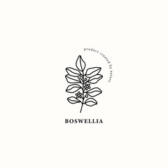 Line art boswellia plant illustration