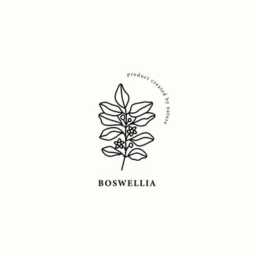 Line Art Boswellia Plant Illustration