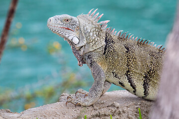 Leguan auf Fels