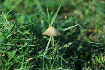 Mushroom Light, Fantasy Mushroom, Jungle, Forest Mushroom, Jungle Background, fantasy.